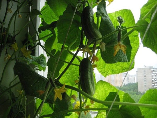  Growing cucumbers on the windowsill