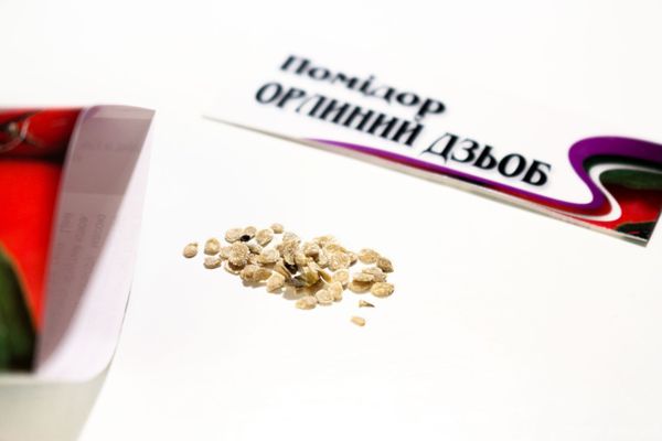 Graines de variété Eagle Beak