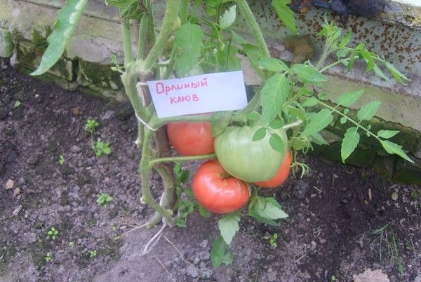 Le bec d'aigle de variété a besoin d'une jarretière obligatoire