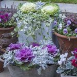 Засаждане на декоративно зеле в саксии и саксии