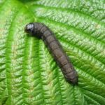 Les principaux ravageurs des plants de tomates