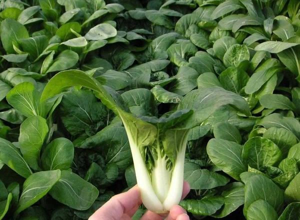  Chinakohl-Pak-Choi