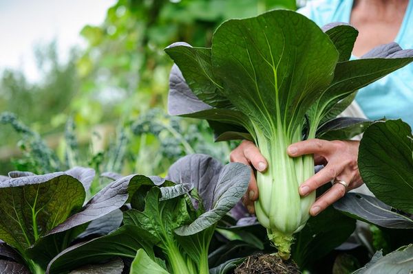 Prese Pak Choi tagliate con un coltello che si ritira di 1,5 cm