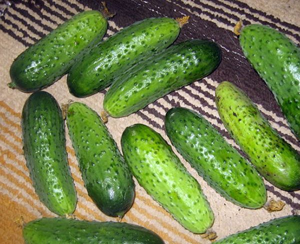 Toplanan salatalık: Başparmak-çocuğun bir gölgede ve serin bir yerde çıkarılması gerekiyor.