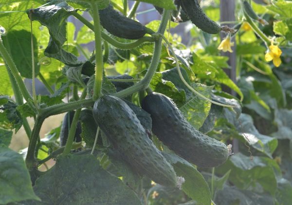  Paratunka Cucumber