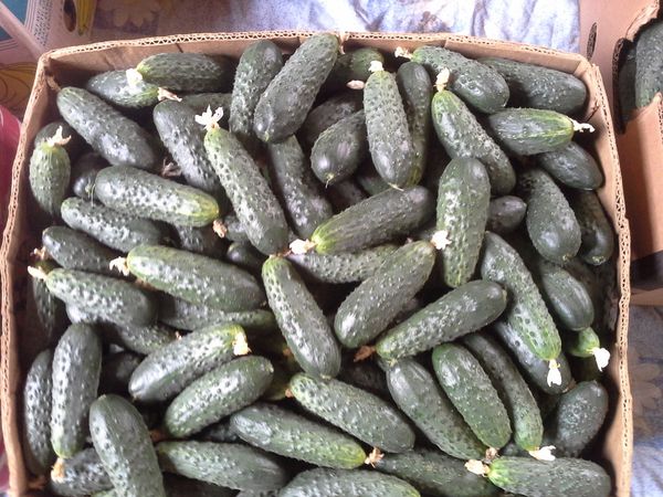 Variety Paratunka لديها عائد مرتفع