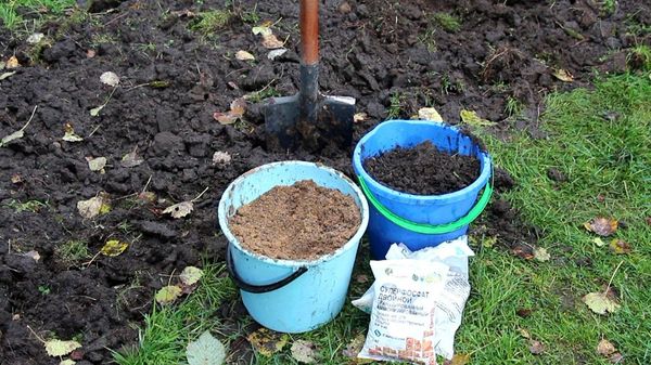 عند الحفر ، يتم تطبيق السماد على عمق 20-30 سم