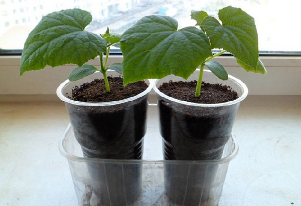 يجب نقل شجيرات Paratunka إلى الأرض مع الكرة الأرضية