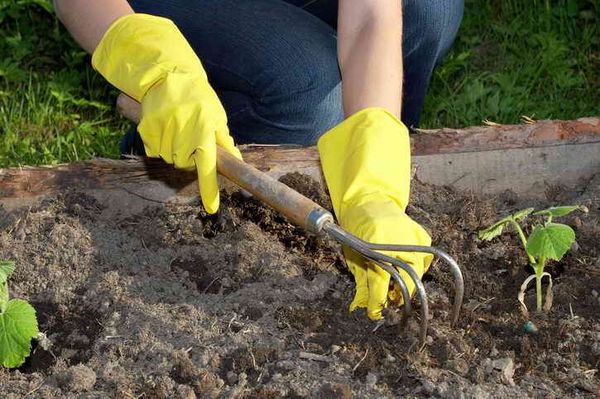 خلال موسم النمو فمن الضروري أن تخفف 4-6 مرات