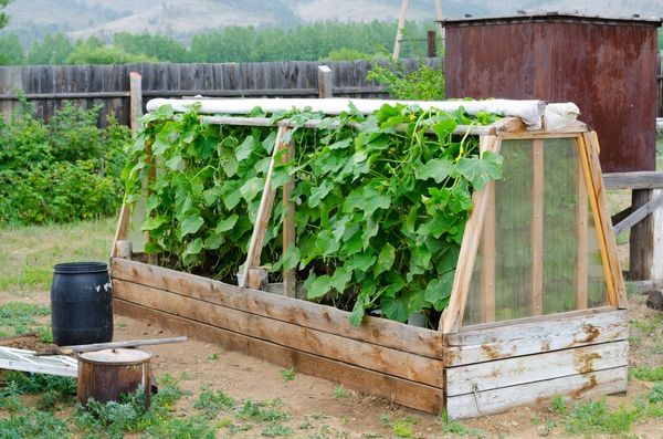  Greenhouse for cucumbers with their own hands