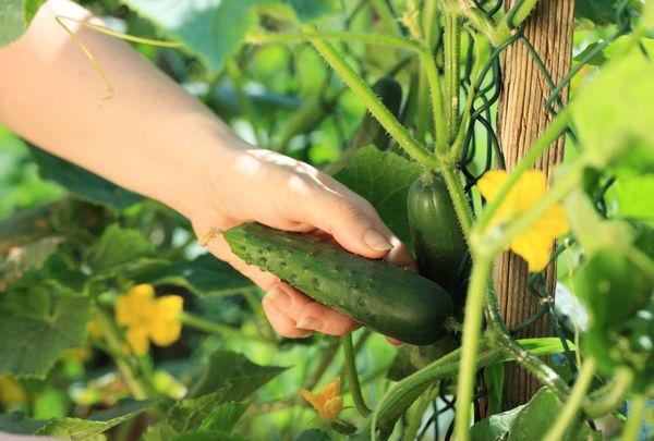 A greenhouse helps to harvest 3-4 weeks earlier