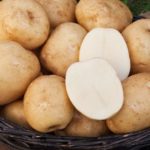 Variété Blanche-Neige - moyennement précoce, non exposée à l'infection