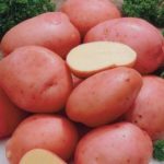 Alena - une variété précoce résistante à la gale