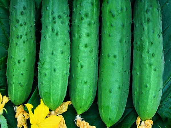  Parthenocarpic cucumber varieties