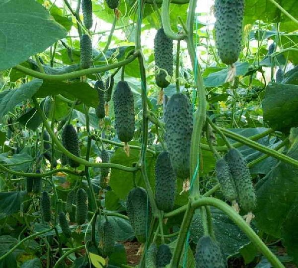 الميزة الرئيسية هي العائد المرتفع.