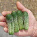 باسامونتي F1