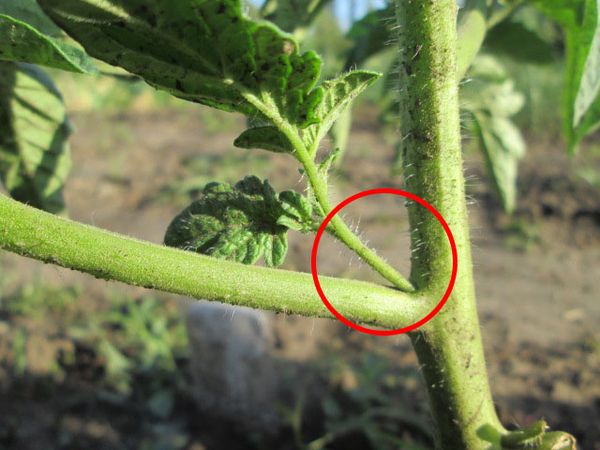 Βαθμός φροντίδας μετά τη μεταφύτευση