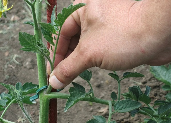 Φροντίδα μετά τη μεταμόσχευση