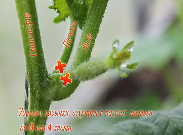 Richtige Färbung, um einen produktiven Busch zu erhalten