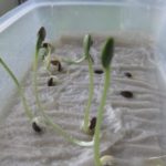 Bu yaprakların ortaya çıkmasından önce önemli ölçüde fidelerin gerilmesi