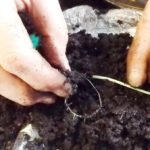 Kökleri görünmeden önce yaprakları yapraklara serpebilirsiniz.