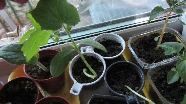 Fideler ışık veya sıcaklık koşullarını ihlal ederek dışarı çekilebilir.