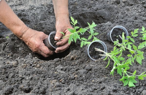 Transplante de tomates em terreno aberto