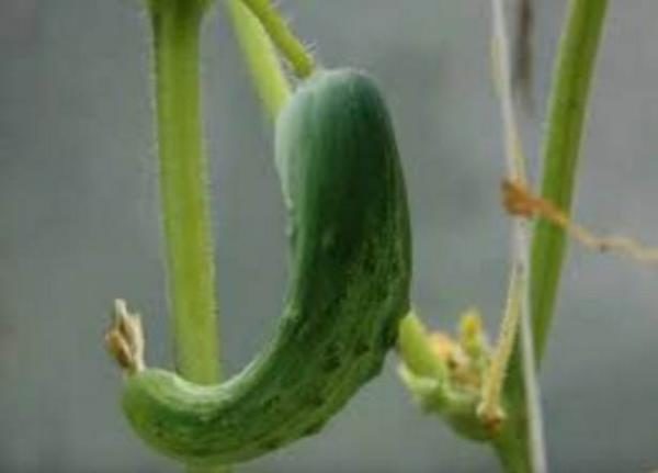 στραβό καρπό