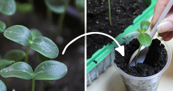 Pickup: il processo di trapianto di piantine da un piccolo contenitore a un grande