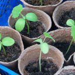 Le pentole di torba sono molto adatte alla raccolta