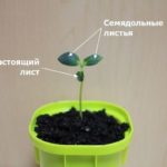 Le prese vengono eseguite dopo la comparsa di 1-2 foglie vere.