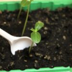 Con l'aiuto di una spatola di plastica, la piantina va