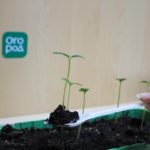 È richiesto un trapianto insieme a una palla di terra