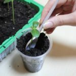 Trapianto nel foro preparato e polvere macinata