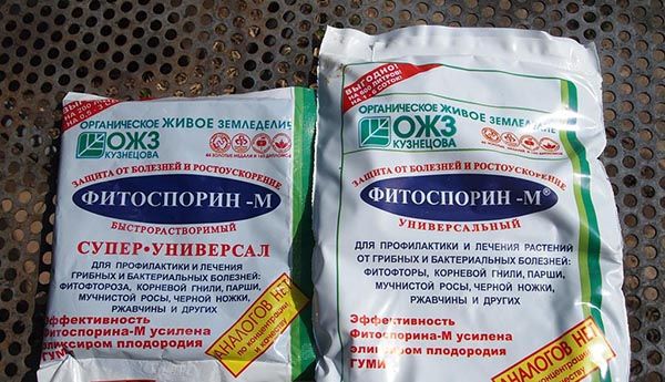 Pour la prévention des maladies, vous pouvez utiliser le médicament Fitosporin