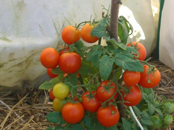 Les buissons de tomates Pinocchio ne dépassent pas 35 cm de hauteur