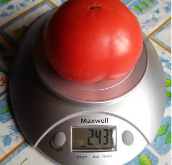 Advantages and disadvantages