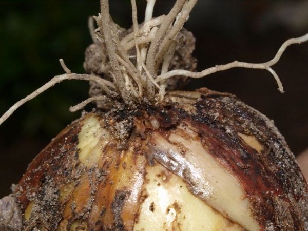 Maladies et ravageurs des oignons, la lutte contre eux