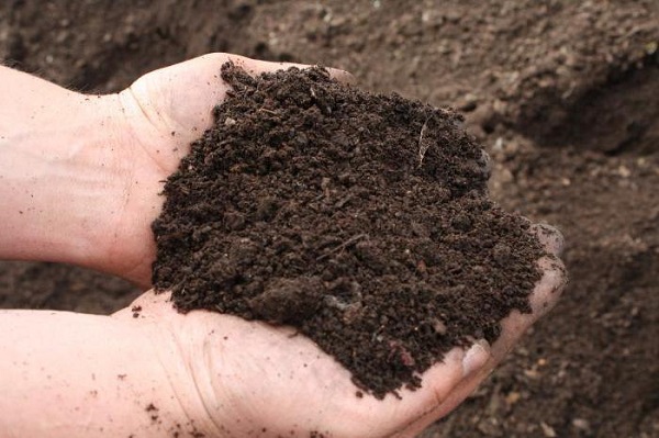 Requisitos para o solo para plantio