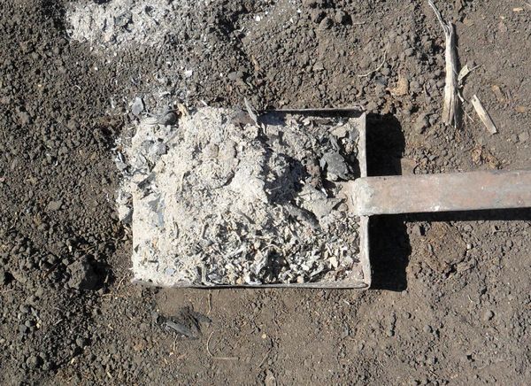 Ash is brought in the spring before planting seedlings in the ground