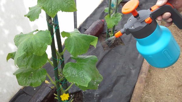 Spraying with iodine solution is used to combat powdery mildew.