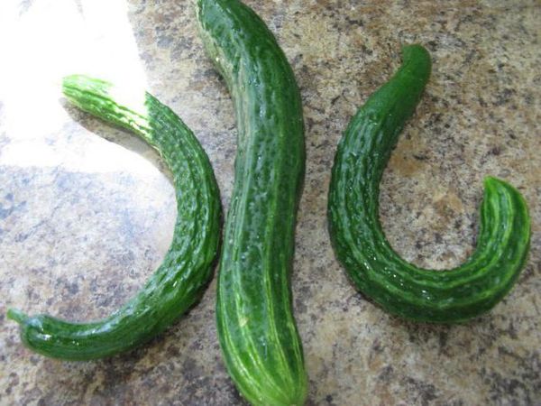 Avec un manque d'azote, les concombres poussent sous la forme d'un crochet