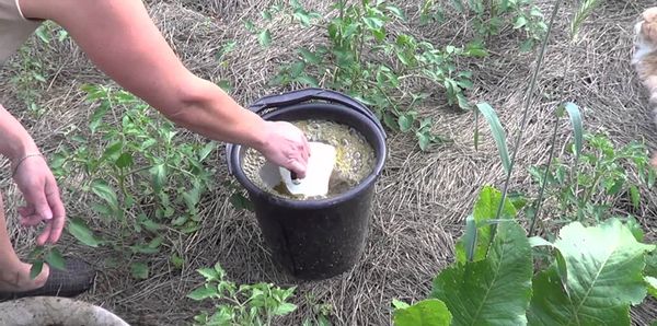 Transplanting seedlings in open ground