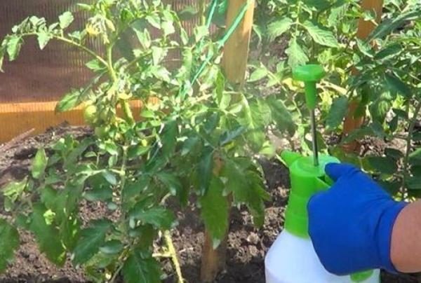 Periodic feeding of the bushes with fertilizers will help to get the maximum yield of tomatoes Rosemary