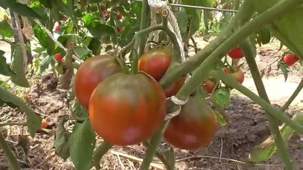 Description and characteristics of tomato Marusya