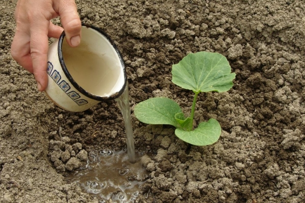 Το ενεργό πότισμα λαμβάνει χώρα πριν από την καλλιεργητική περίοδο.