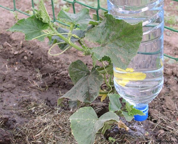 سقي مع زجاجة معلقة