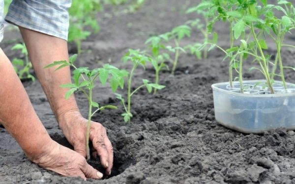 Les plants de tomates doivent être plantés Miracle du marché en pleine terre devrait être à la fin mai - début juin
