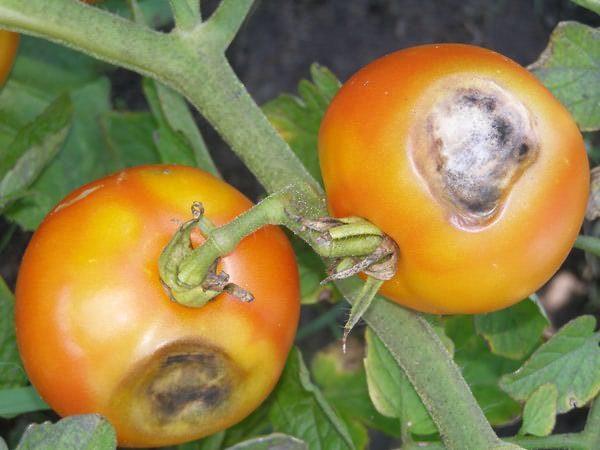 Signes de pourriture brune sur les fruits de la tomate Miracle Market