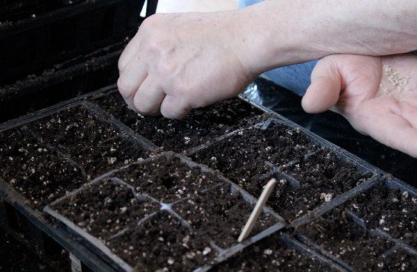 Sowing tomato seeds for seedlings